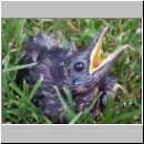 Turdus merula - Amsel jung-03.jpg